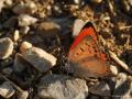 Lycaena thetis (Dağateşi)